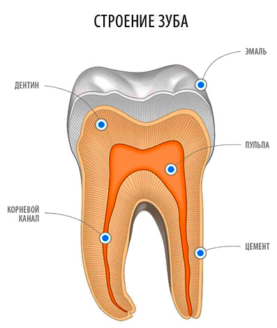 L'immagine mostra la struttura del dente: è chiaro che la dentina ne costituisce la maggior parte.