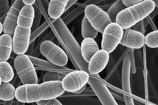 Vários microrganismos na cavidade oral contribuem para o desenvolvimento de cárie, em particular a bactéria anaeróbica Streptococcus mutans.