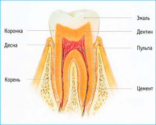 Nello smalto dei denti non ci sono terminazioni nervose, quindi con la carie iniziale il dolore non viene quasi espresso.