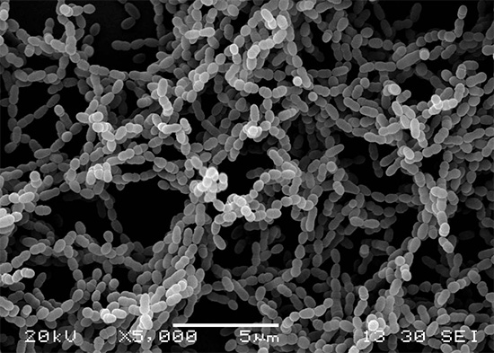 Microscópio eletrônico de bactérias cariesogênicas Streptococcus mutans
