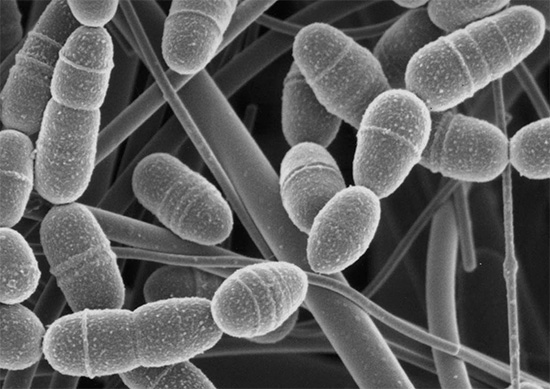 O Streptococcus mutans é capaz de se ligar ao esmalte dos dentes devido a receptores especiais na superfície de suas paredes celulares