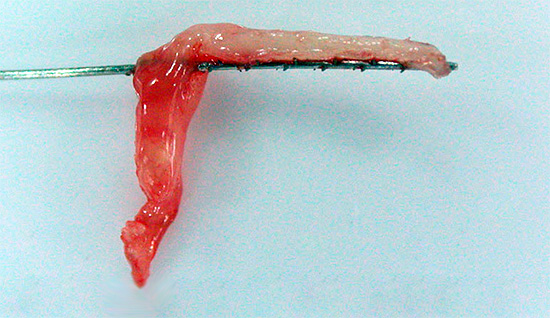 Foto de close-up de celulose