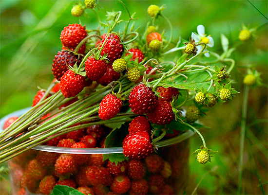 Se decidi di sciacquarti la bocca con un decotto di fragole, assicurati di usare una soluzione calda, quasi calda.