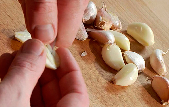 Se attacchi l'aglio alla tua mano, come è consigliato fare ricette popolari, allora da un mal di denti questa tecnica, ovviamente, nella maggior parte dei casi non aiuta.