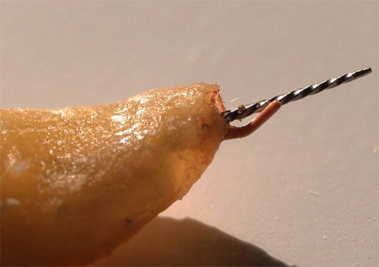 Na presença de um orifício na raiz, o material de enchimento pode facilmente ir além do dente para os tecidos moles, onde causará inflamação.