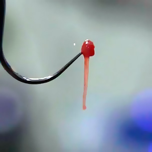 La foto mostra la polpa estratta dal dente.