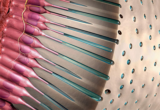A imagem mostra esquematicamente os túbulos dentinários com terminações nervosas que emanam da polpa do dente.