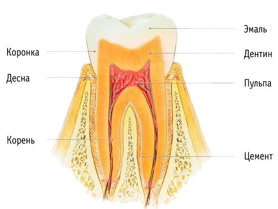 A estrutura do dente é mostrada na figura: durante o clareamento, principalmente o esmalte é exposto.