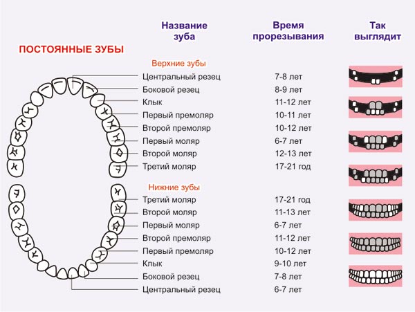 Termini di dentizione per denti permanenti